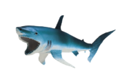 New: DDW® Shark Tank Session